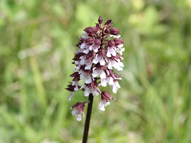 Ausflugsziel: Orchideengebiet