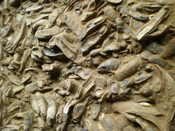 Fossilienwelt Weinviertel Highlights beim Ausflugsziel Austernhalle