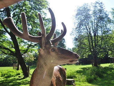 Ausflugsziel: Dammwild - Englischer Garten zu Eulbach