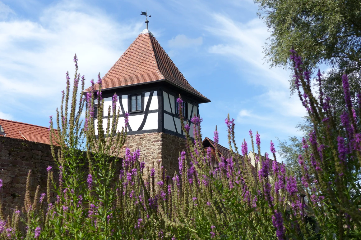 Ausflugsziel: Michelstädter Stadtgarten mit Wasserspielplatz, Bouleplatz, Liegewiese, Bänke, Bachlauf mit Kneipp Möglichkeit