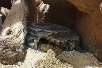 Ausflugsziel: Reptilien Zoo