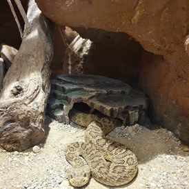 Ausflugsziel: Reptilien Zoo