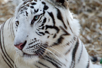 Ausflugsziel: Weißer Zoo im Kameltheater