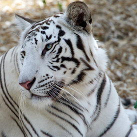 Ausflugsziel: Weißer Zoo im Kameltheater
