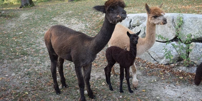 Viaggio con bambini - Böhlerwerk - ALPAKAS begrüßen die Tierparkbesucher  - Tierpark Stadt Haag