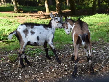 Ausflugsziel: Auch bei HAUSZIEGEN gibt es Meinungsverschiedenheiten - Tierpark Stadt Haag