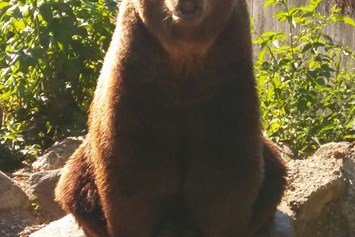 Ausflugsziel: Der Bär - richtig fotogen! - Tierpark Stadt Haag