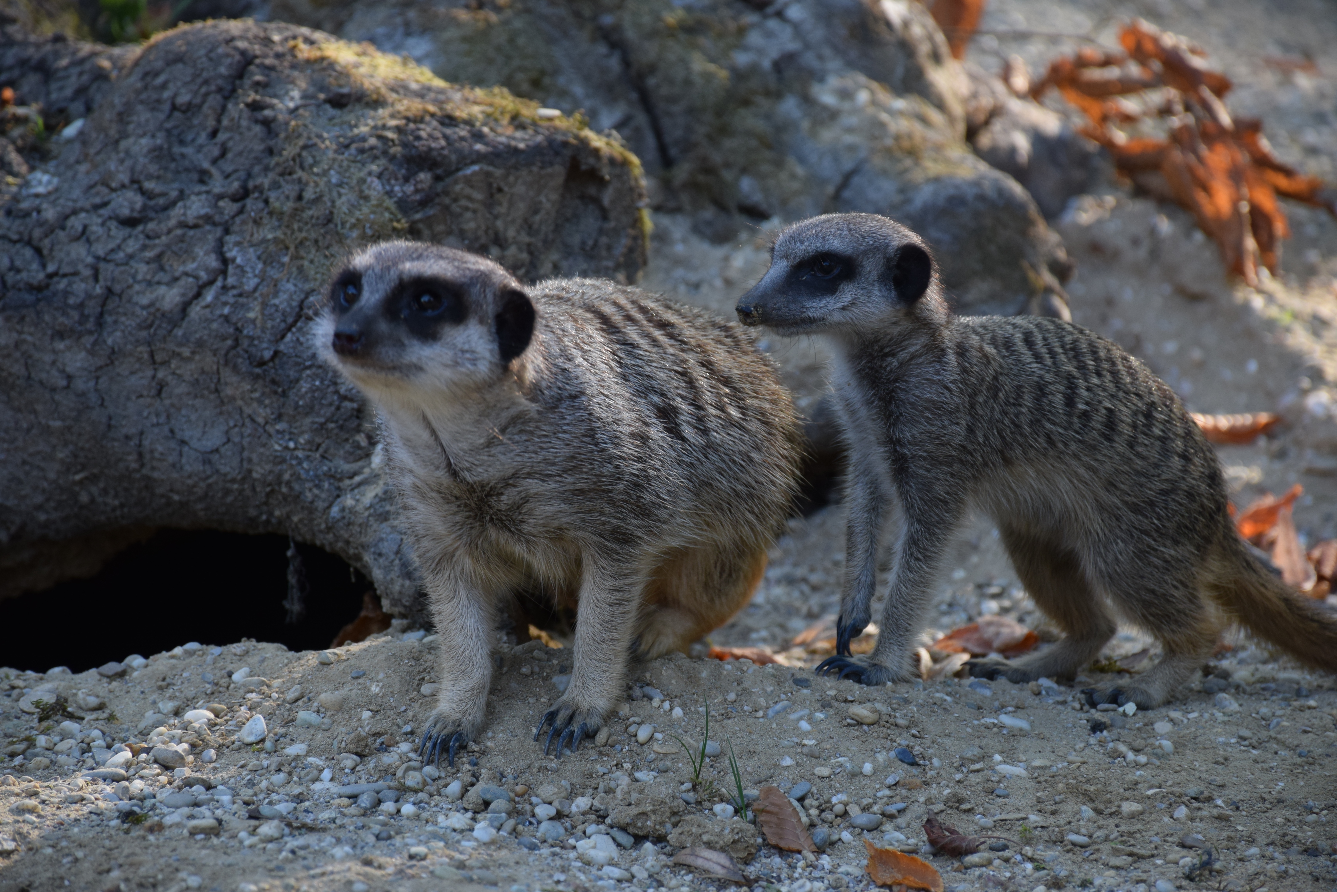 Ausflugsziel: Tierpark Stadt Haag