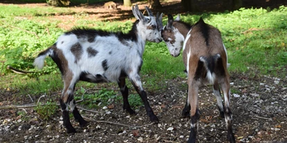 Viaggio con bambini - Böhlerwerk - Tierpark Stadt Haag