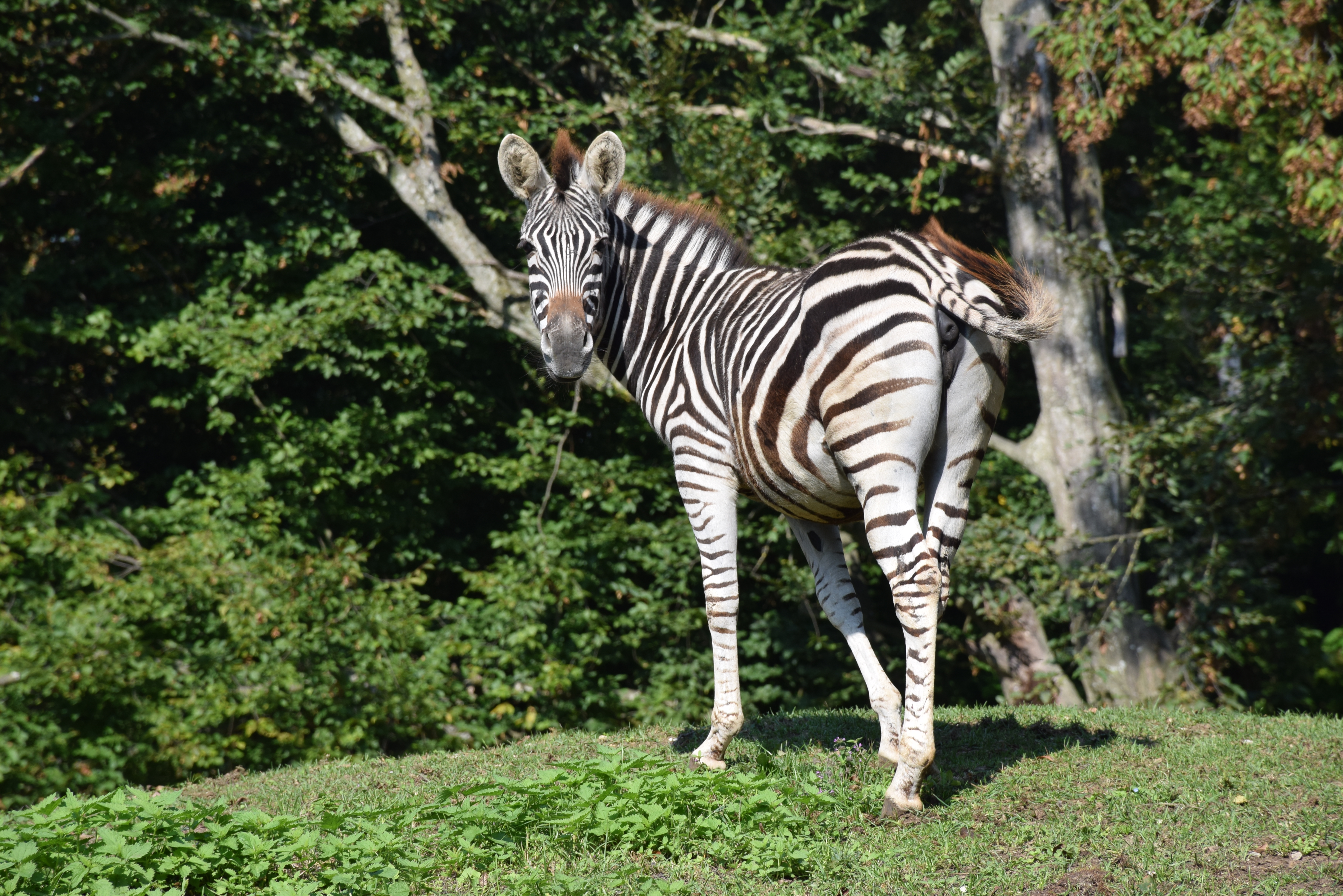 Ausflugsziel: Tierpark Stadt Haag