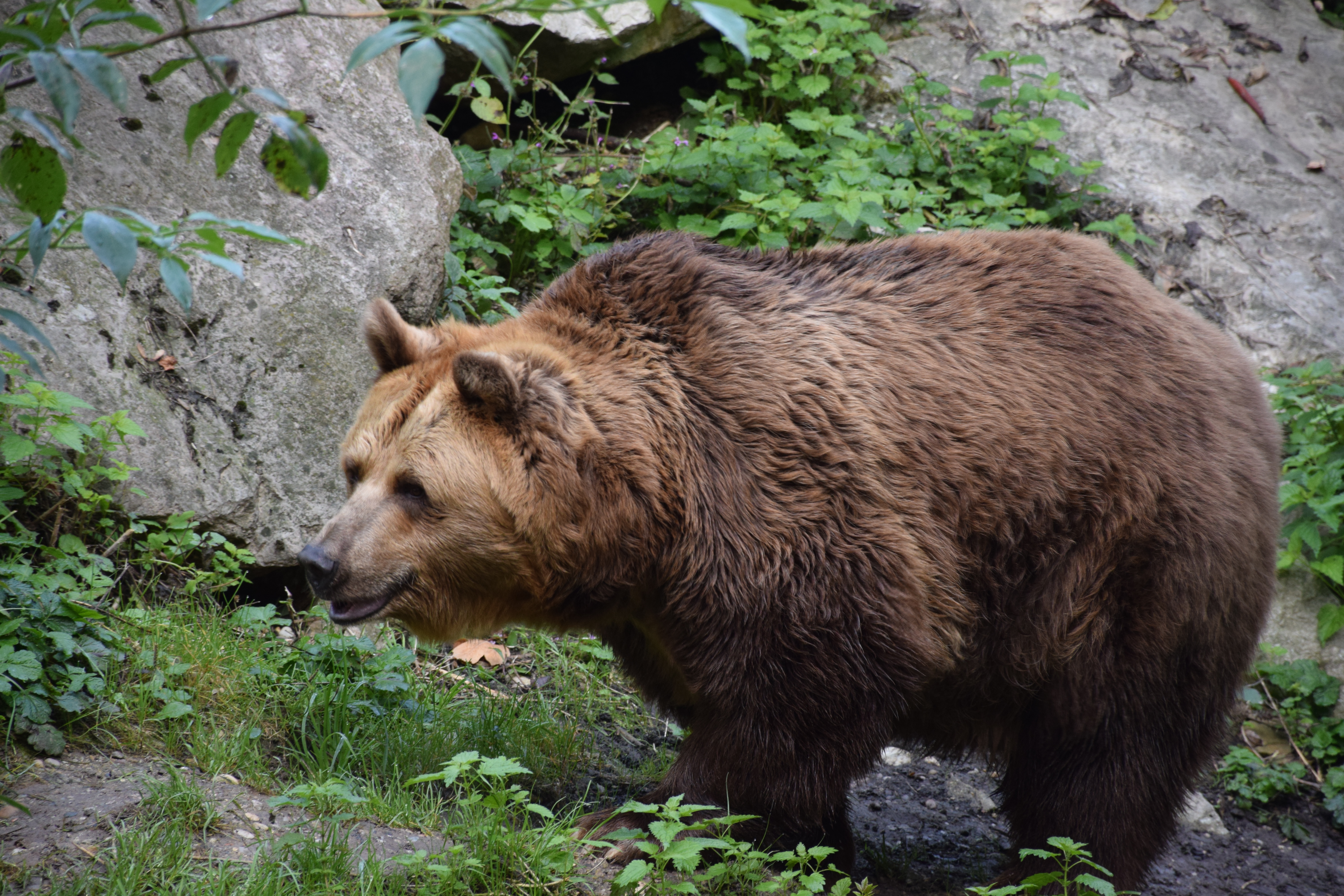 Ausflugsziel: Tierpark Stadt Haag