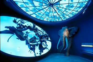 Ausflugsziel: Der Elefantenraum des Landesmuseums - Landesmuseum für Vorgeschichte