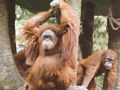 Ausflugsziel: Symbolbild für Ausflugsziel Zoologischer Garten Magdeburg. Keine korrekte oder ähnlich Darstellung! - Zoologischer Garten Magdeburg