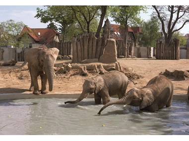 Ausflugsziel: In der Haltung und Zucht afrikanischer Elefanten ist der Zoo Halle derzeit Deutschlands erfolgreichster Zoo. - Zoologischer Garten Halle (Bergzoo)