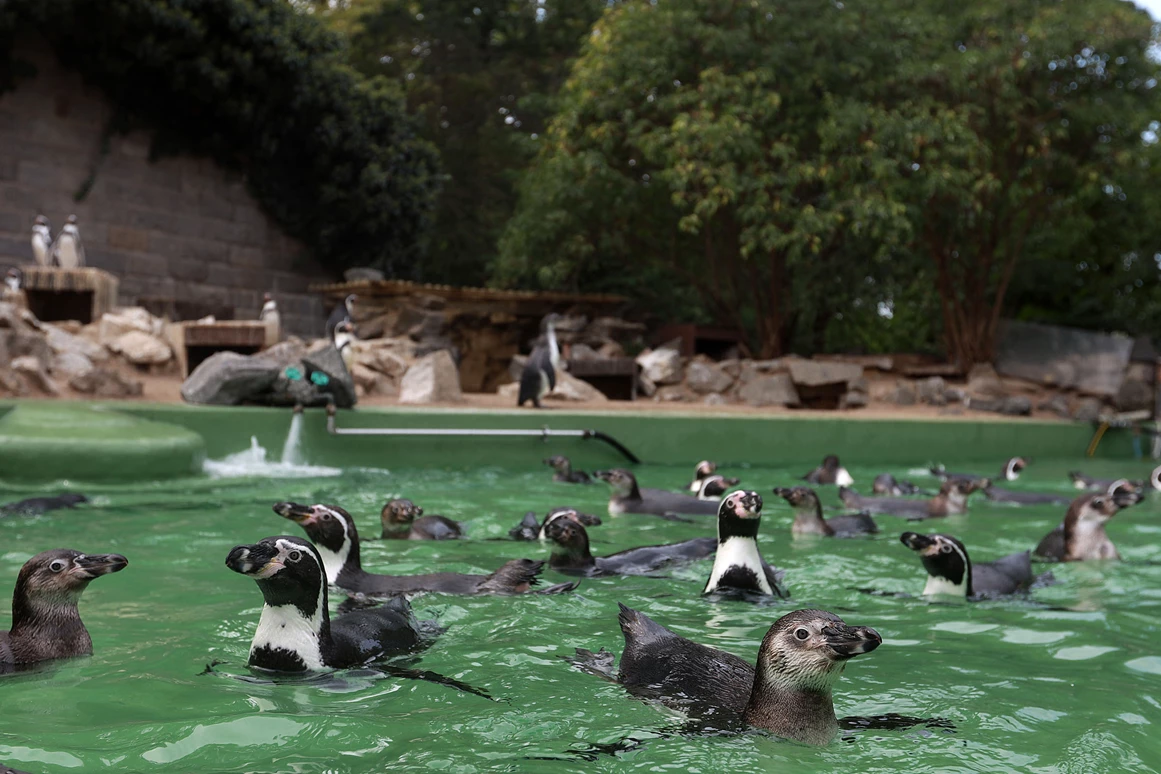Ausflugsziel: Nirgendwo kommt man den Pinguinen näher als im Zoo Halle - Zoologischer Garten Halle (Bergzoo)