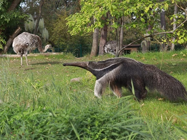 Ausflugsziel: ...über die weiten Grasebenen und Savannen.... - Zoologischer Garten Halle (Bergzoo)