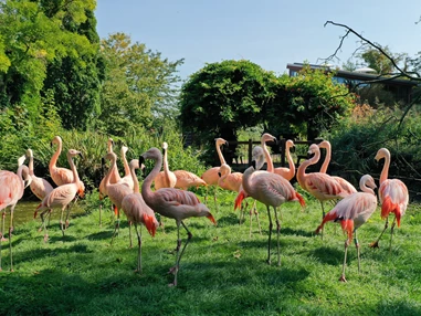 Ausflugsziel: ...nach Patagonien... - Zoologischer Garten Halle (Bergzoo)