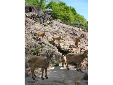 Ausflugsziel: ...bis in die Gebirge, den Dächern der Welt. - Zoologischer Garten Halle (Bergzoo)