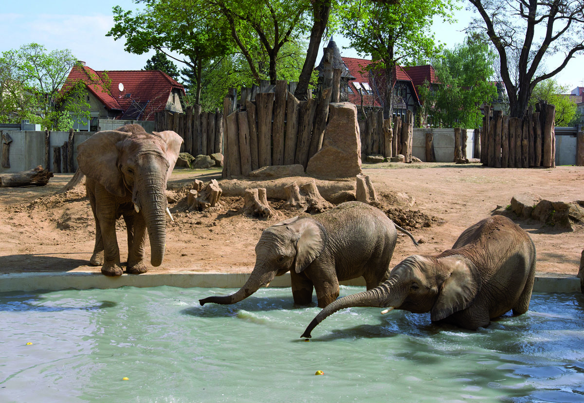Ausflugsziel: Zoologischer Garten Halle (Bergzoo)