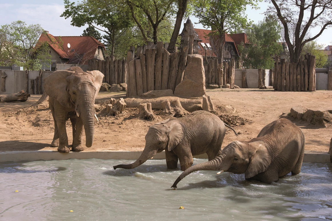 Ausflugsziel: Zoologischer Garten Halle (Bergzoo)