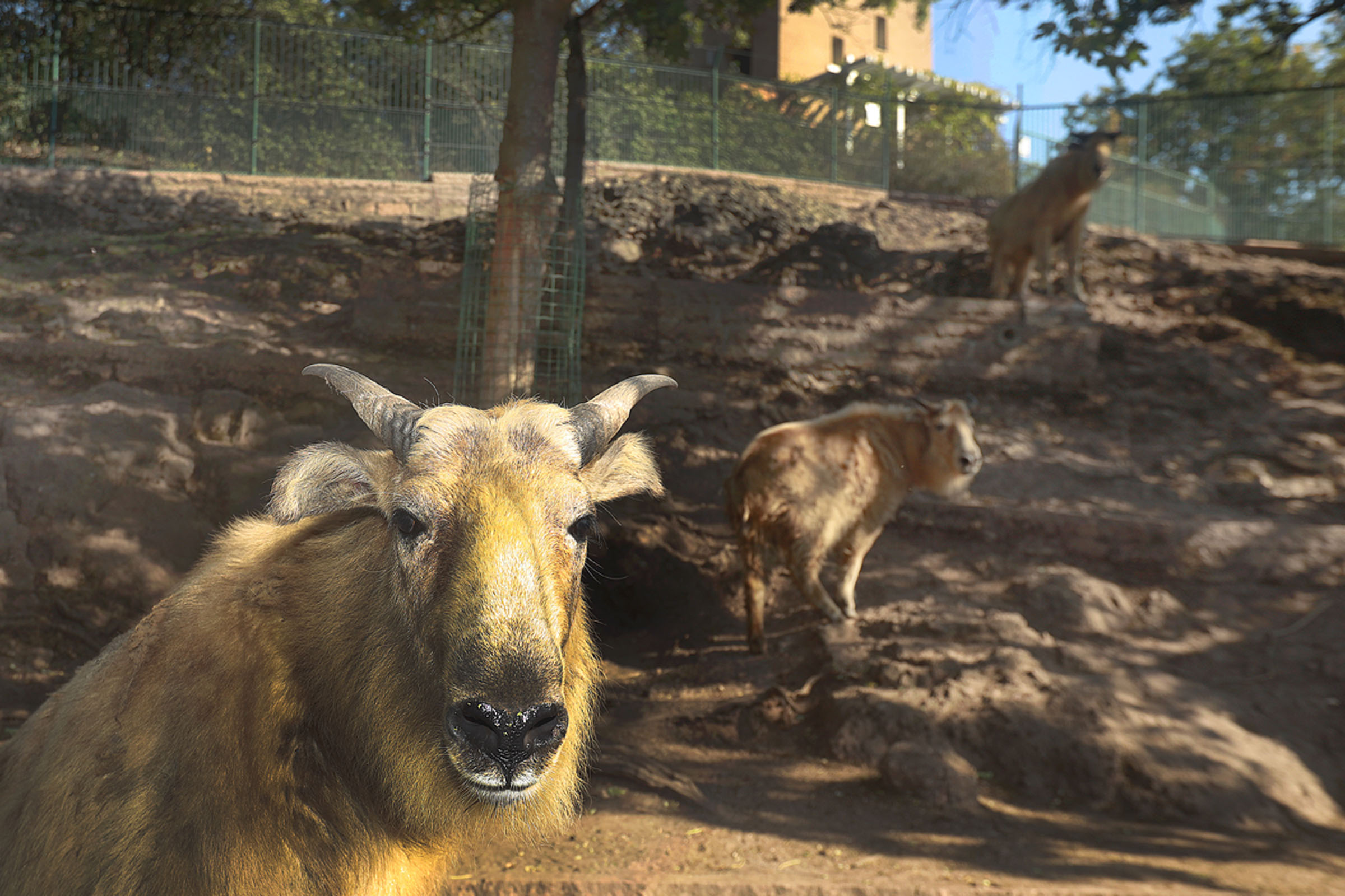 Ausflugsziel: Zoologischer Garten Halle (Bergzoo)