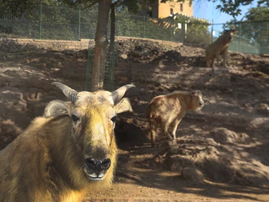 Ausflugsziel: Zoologischer Garten Halle (Bergzoo)