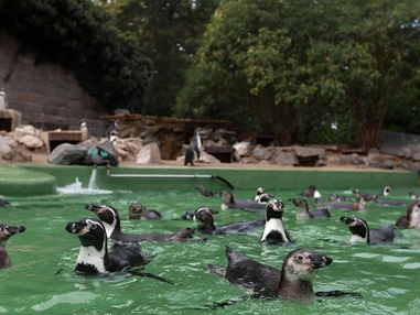 Ausflugsziel: Zoologischer Garten Halle (Bergzoo)