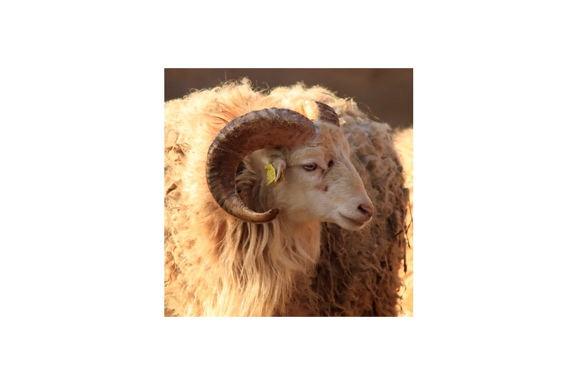 Ausflugsziel: Tierpark Petersberg