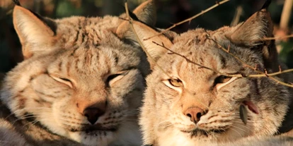 Voyage avec des enfants - Leuna - Tierpark Petersberg