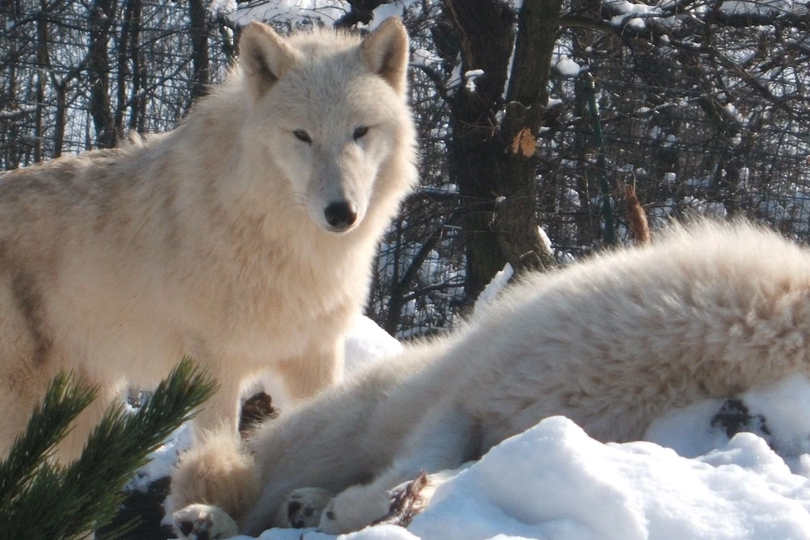 Ausflugsziel: Tierpark Petersberg