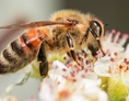 Ausflugsziel: Bienenwanderweg