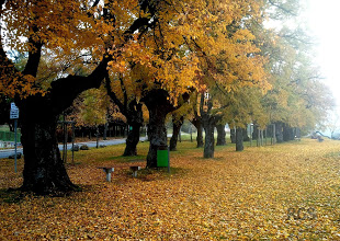 Ausflugsziel: Hornstein Lindenallee