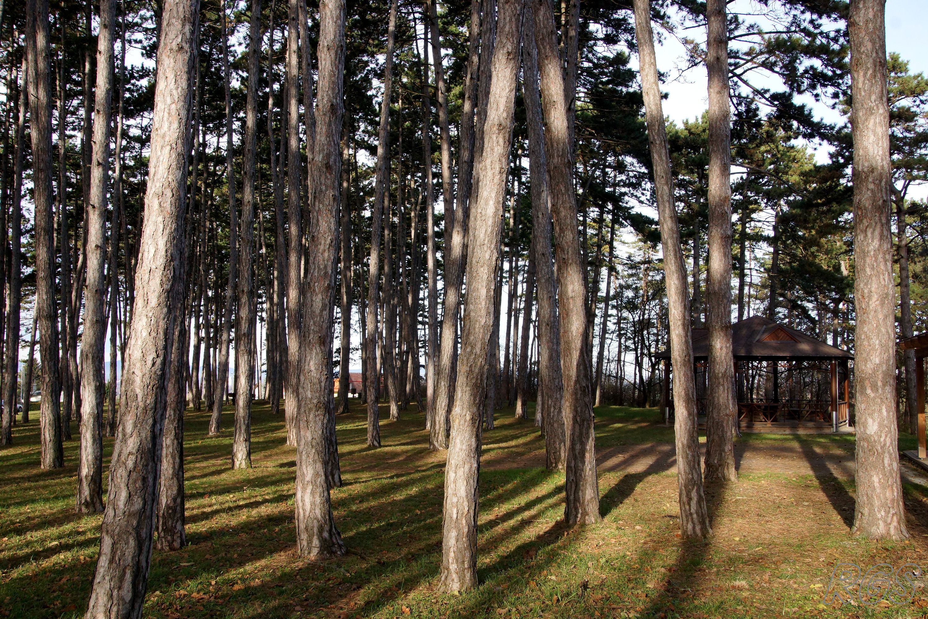 Ausflugsziel: Hornstein Walderlebnisweg