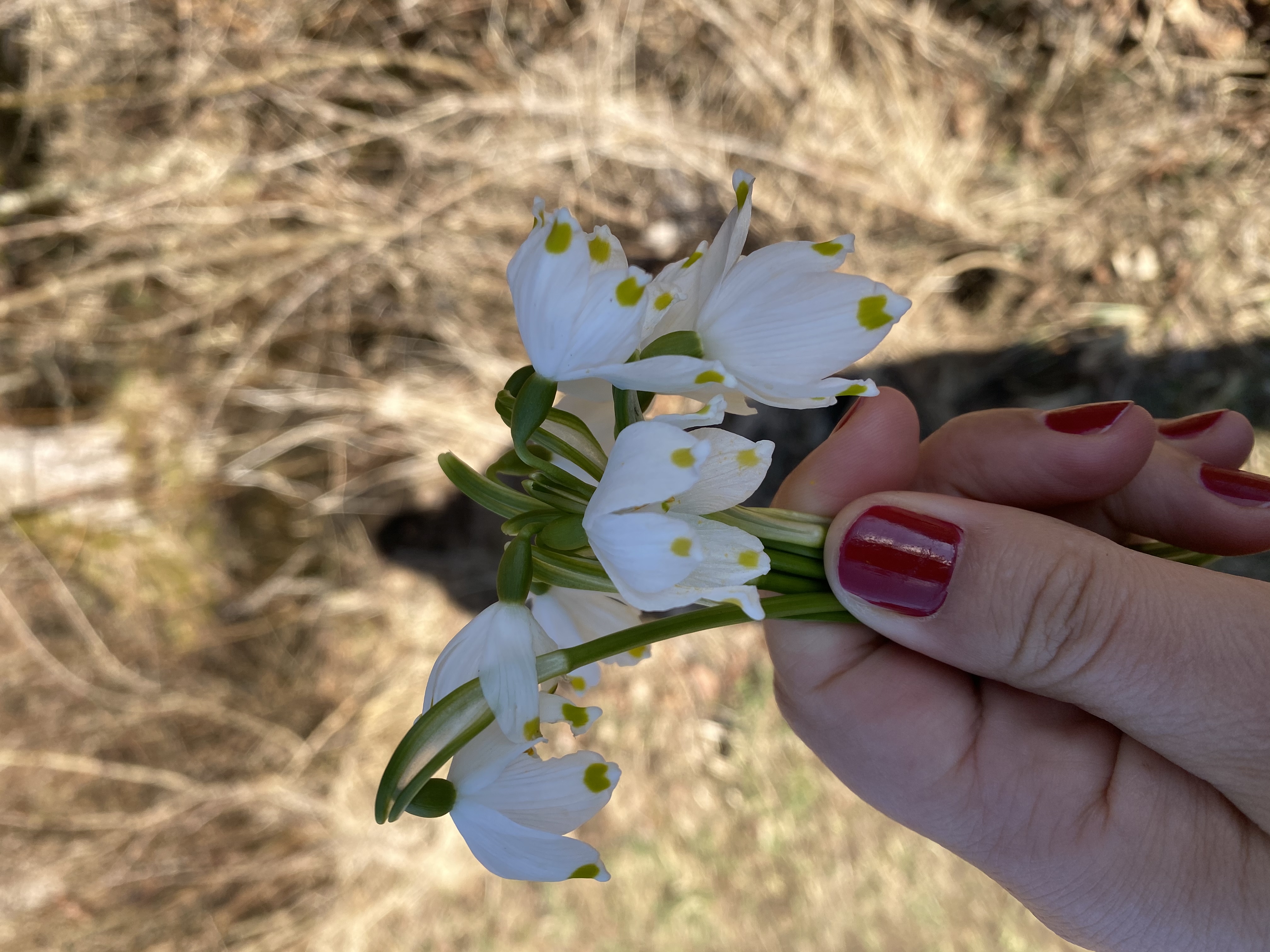 Ausflugsziel: Blumen am Wegesrand im März 2021 - Grabensee Rundwanderweg