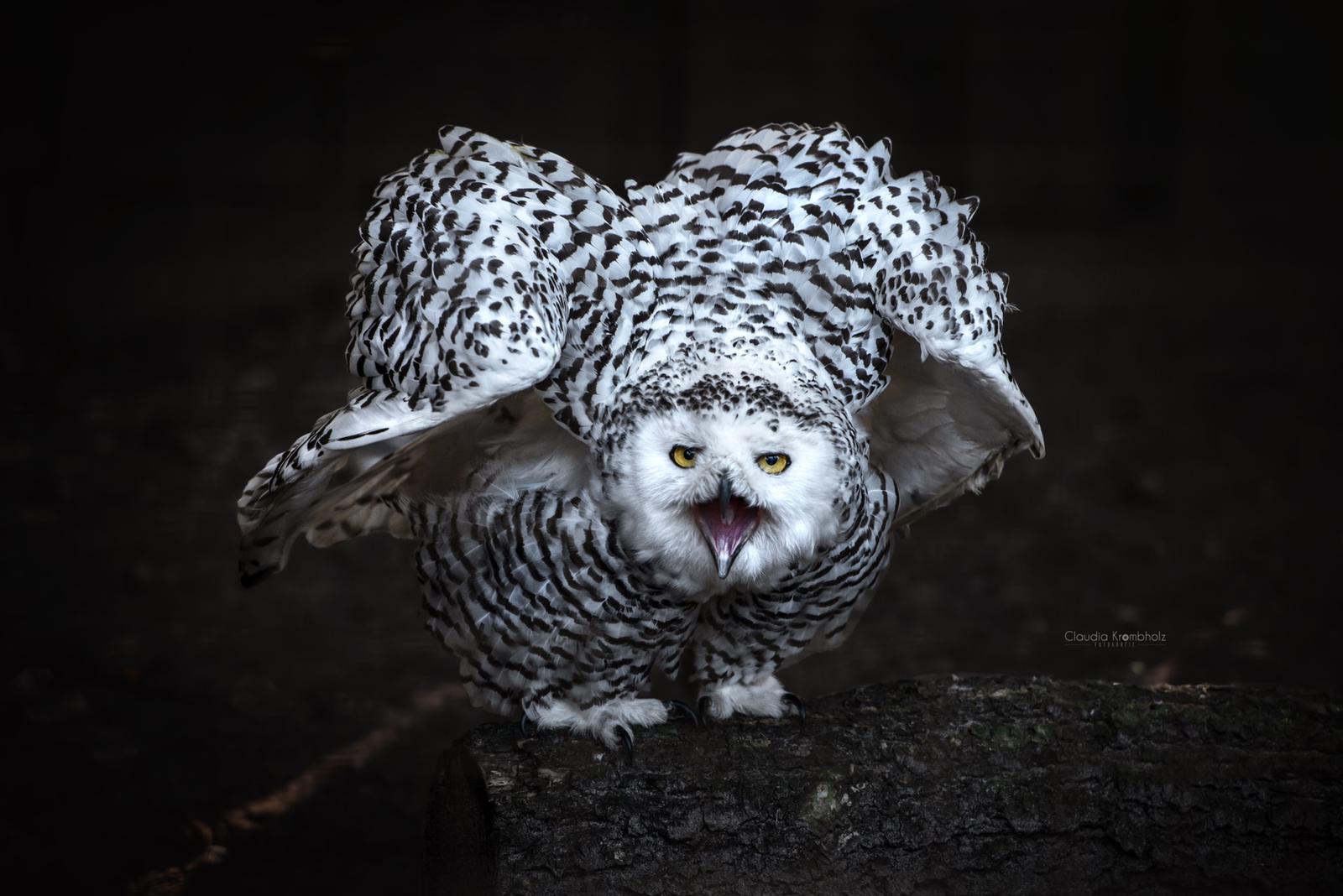 Ausflugsziel: Wild und Freizeitpark Ostrittrum