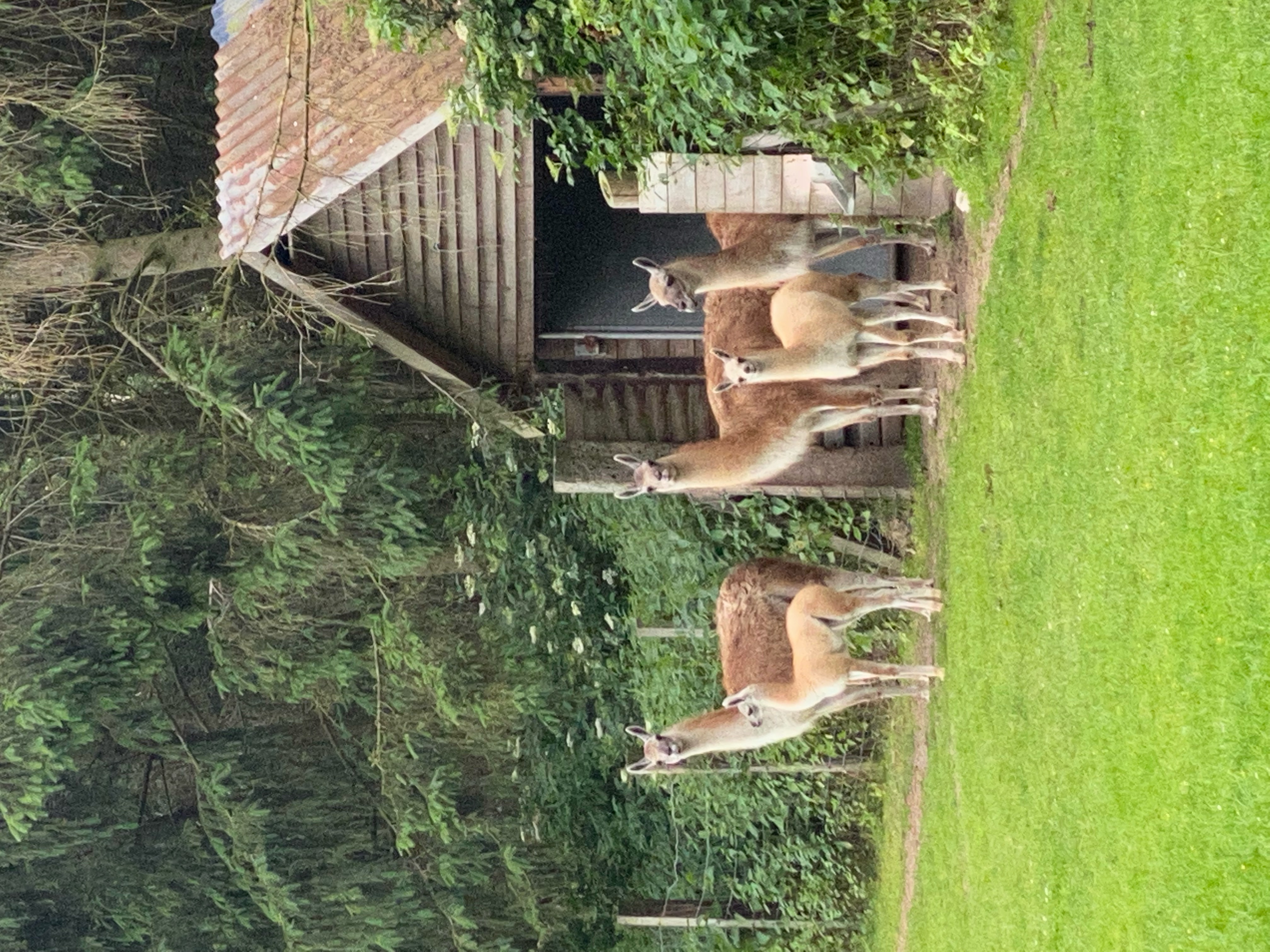 Ausflugsziel: Wild und Freizeitpark Ostrittrum