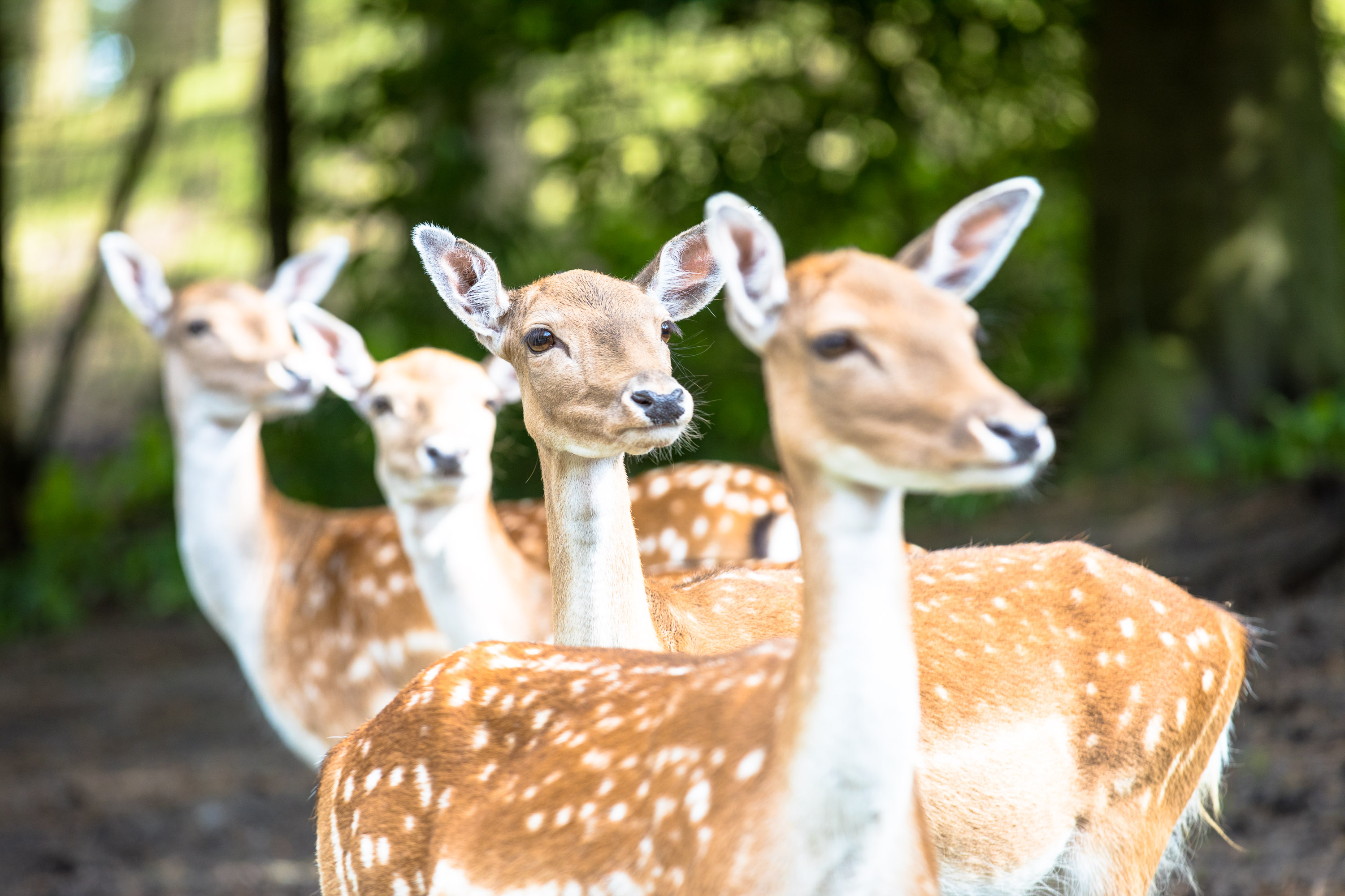 Ausflugsziel: Wildpark Lüneburger Heide