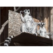 Ausflugsziel - Kattas - Tierpark Petermoor