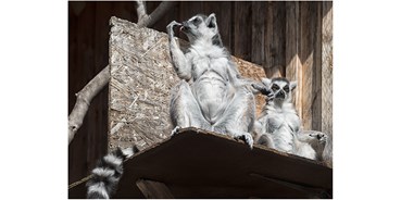 Ausflug mit Kindern - Bassum - Kattas - Tierpark Petermoor