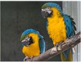 Ausflugsziel: Gelbbrustaras - Tierpark Petermoor