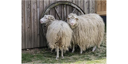 Voyage avec des enfants - Themenschwerpunkt: Tiere - Diepholzer Moorschnucken - Tierpark Petermoor