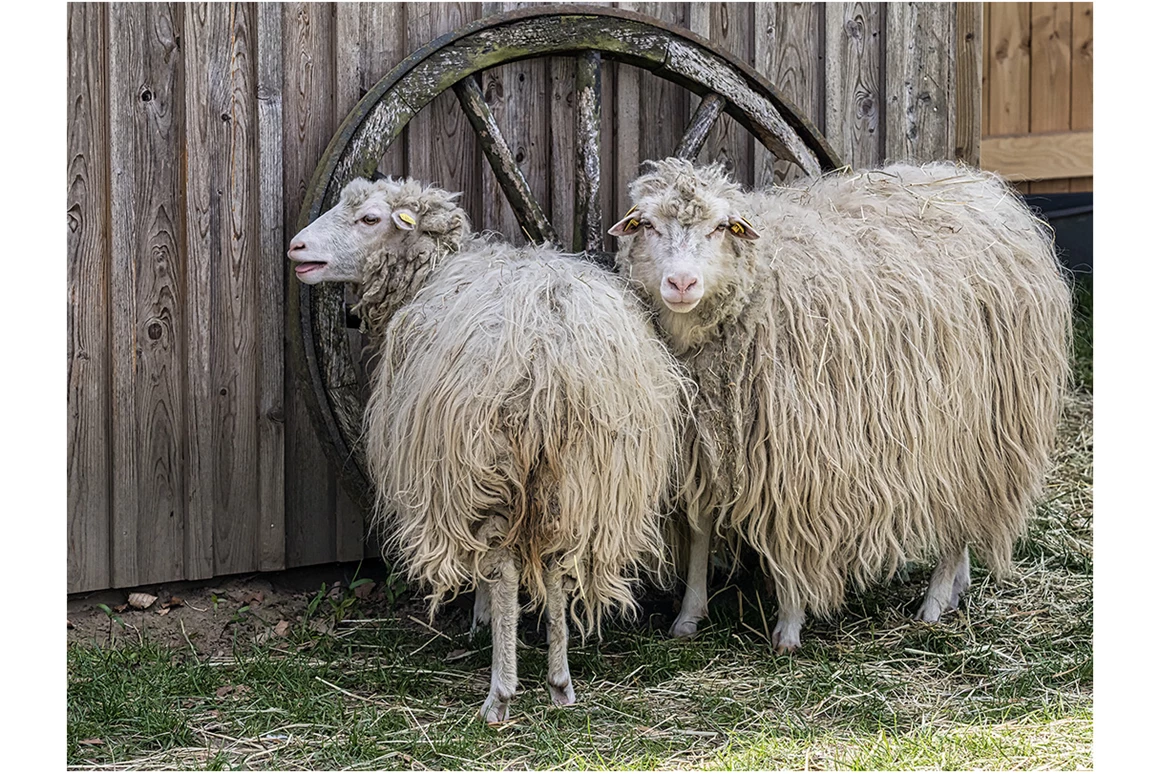 Ausflugsziel: Diepholzer Moorschnucken - Tierpark Petermoor