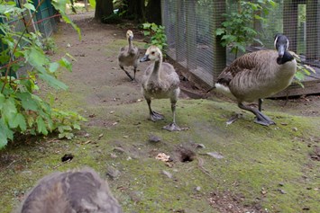 Ausflugsziel: Immer viel Nachwuchs im Tierpark zu begucken, die Tiere fühlen sich halt wohl.  - Tierpark Petermoor