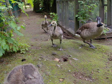 Ausflugsziel: Immer viel Nachwuchs im Tierpark zu begucken, die Tiere fühlen sich halt wohl.  - Tierpark Petermoor