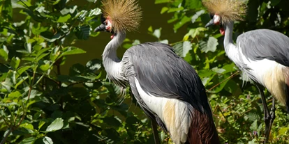 Voyage avec des enfants - Themenschwerpunkt: Tiere - Kronenkraniche, wunderbares Gefieder.  - Tierpark Petermoor