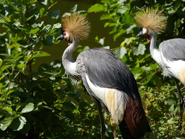 Ausflugsziel: Kronenkraniche, wunderbares Gefieder.  - Tierpark Petermoor