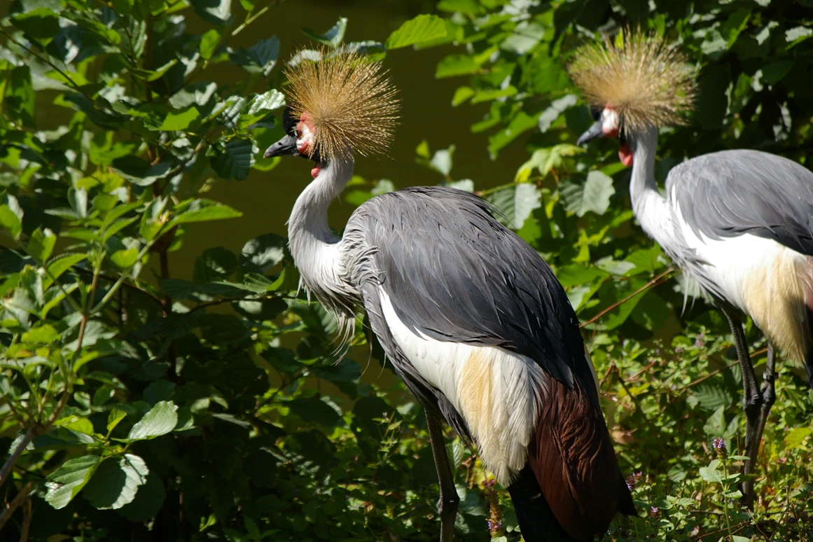Ausflugsziel: Kronenkraniche, wunderbares Gefieder.  - Tierpark Petermoor