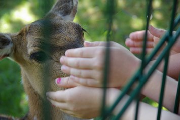 Ausflugsziel: Axishirschkuh streicheln, aber nicht füttern 😉 - Tierpark Petermoor