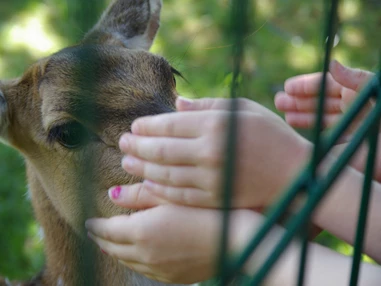 Ausflugsziel: Axishirschkuh streicheln, aber nicht füttern 😉 - Tierpark Petermoor