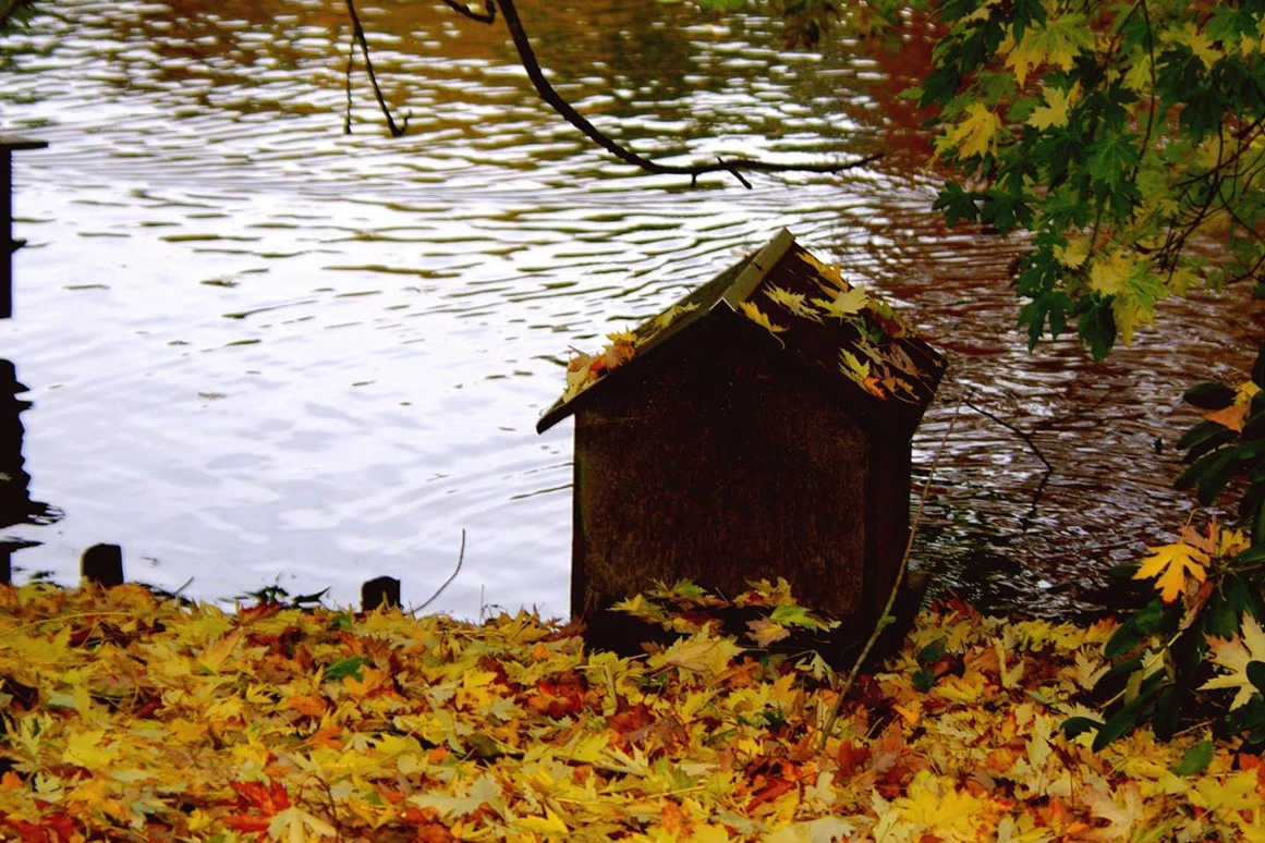 Ausflugsziel: Tierpark im Herbst, farbenfrohes Spektakel.  - Tierpark Petermoor